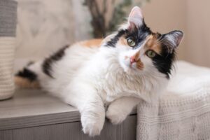 Calico Cats