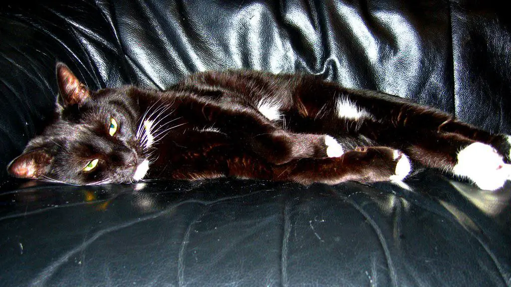 How to Stop Cats From Scratching Leather Furniture? Kitteria