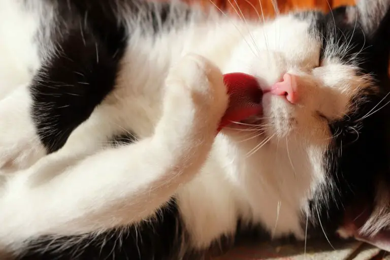 Are Cat Licks Dangerous? Is Cats Saliva Clean?