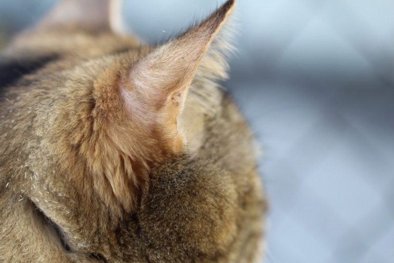 Why Do Cats Flick Their Ears?