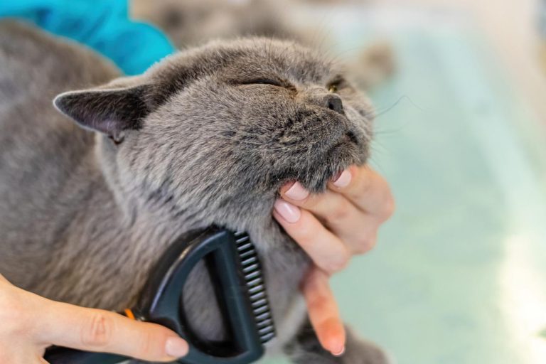 Do Cats Need Haircuts? [Cat Grooming Guide]