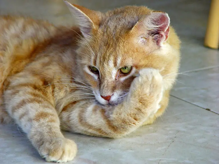 How Do Cats Say Sorry to Humans Or Apologise to Their Owners?