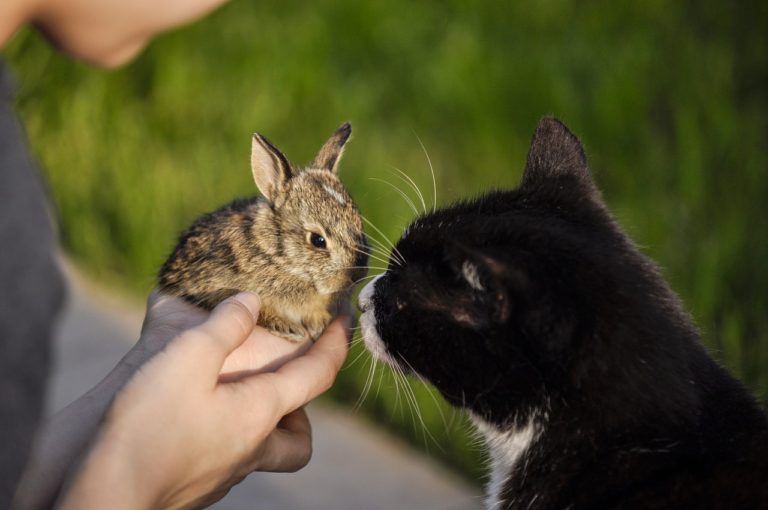 Do Cats and Rabbits Get Along?