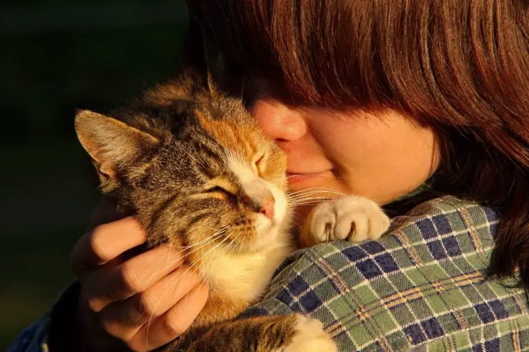 Do Cats Recognize Their Owners’ Faces?