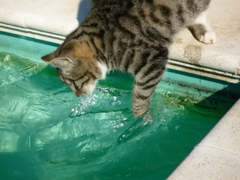Why Do Cats Dip Paws in Water?