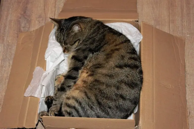 Why Do Cats Like to Sit in Boxes?