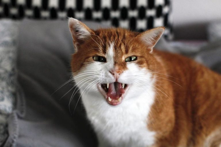 Do Cats Get Angry?