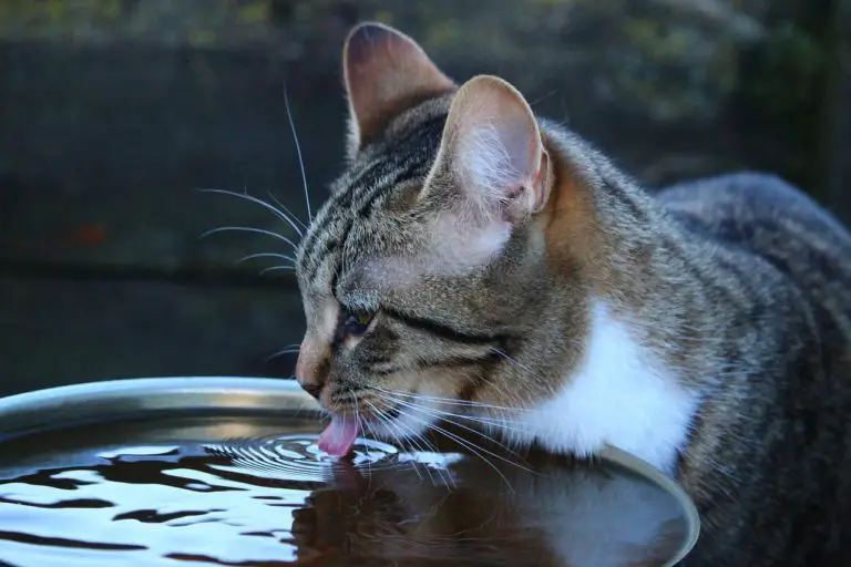 Why Do Cats Drink a Lot of Water? Should I be Concerned?