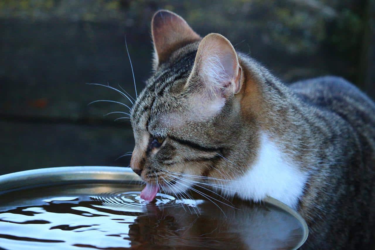 cat-drinks-water