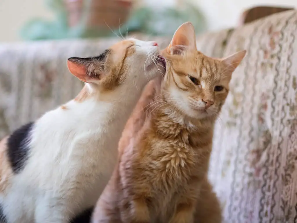 Cats Clean Each Other