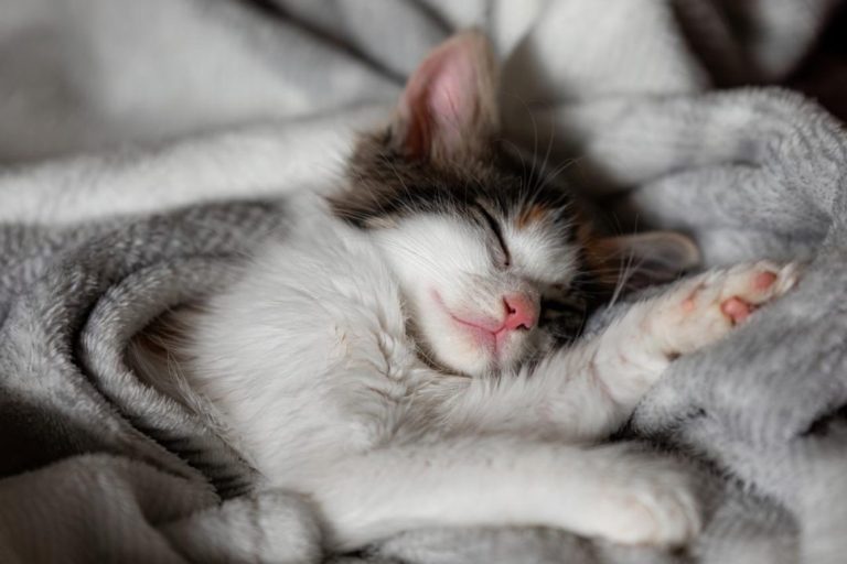Do Cats Sleep at Night?