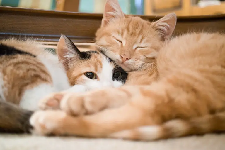 Are Cats Happier in Pairs? Are Cats Happier With A Second Cat?
