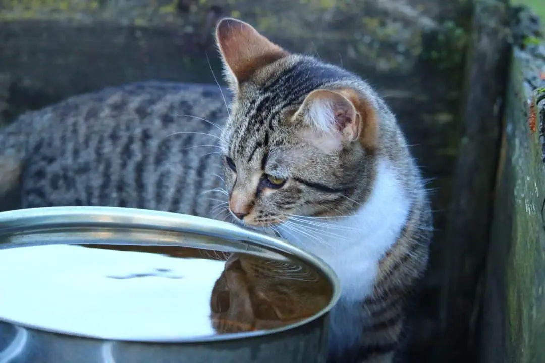 Cat Afraid of Water