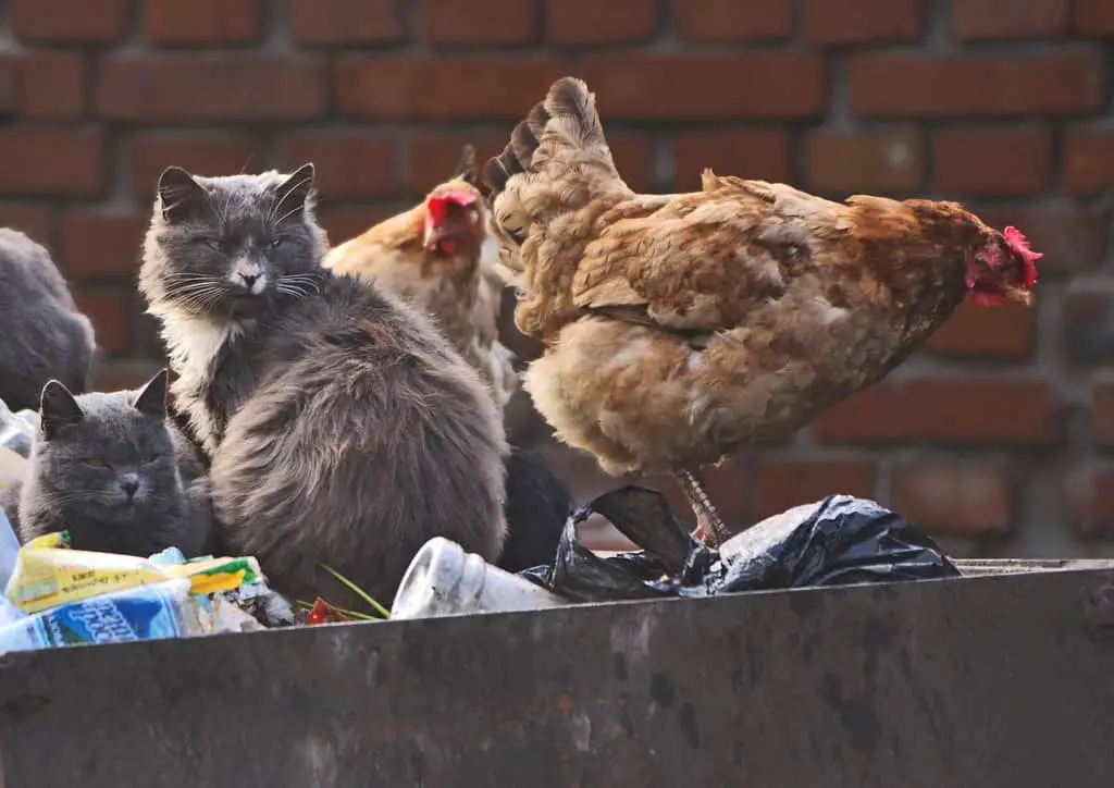 Cats Attack Chickens