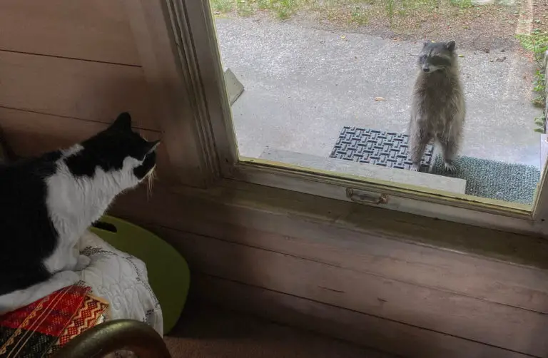 Can Cats and Raccoons Be Friends?
