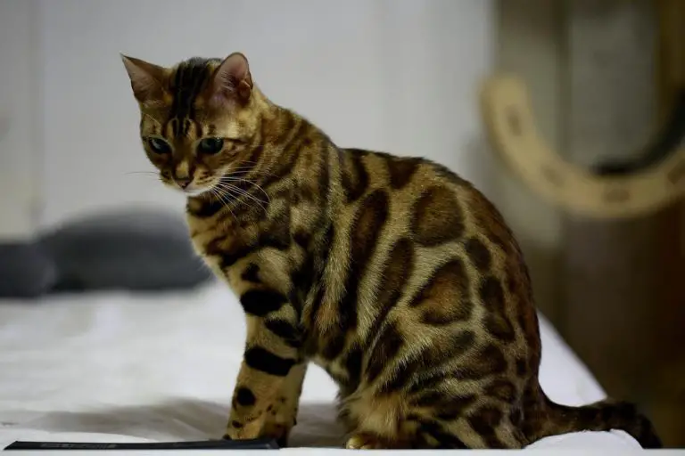 Is My Cat a Bengal or a Bengal Mix?
