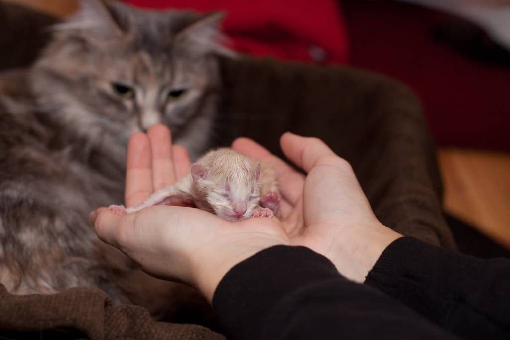 cat giving birth
