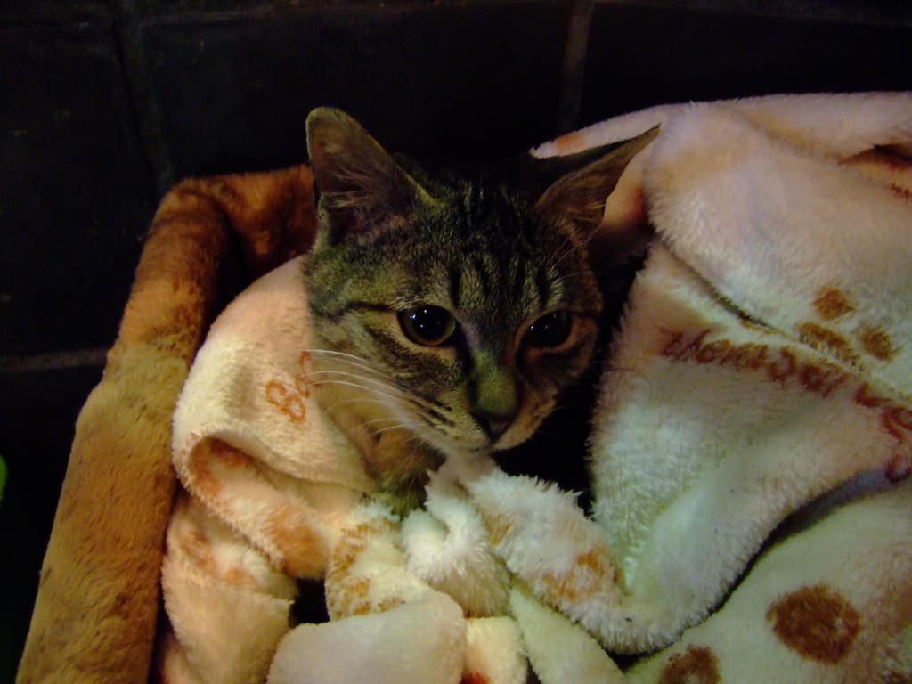 cat in blanket