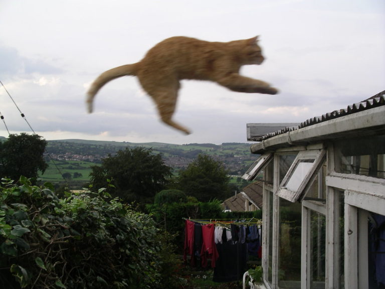 Do All Cats Jump? How to Control It