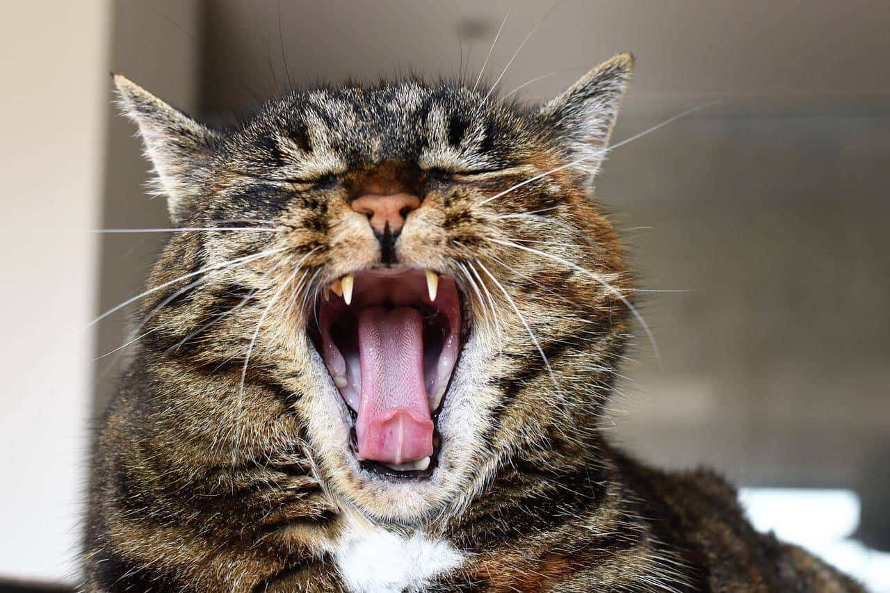 cat open mouth