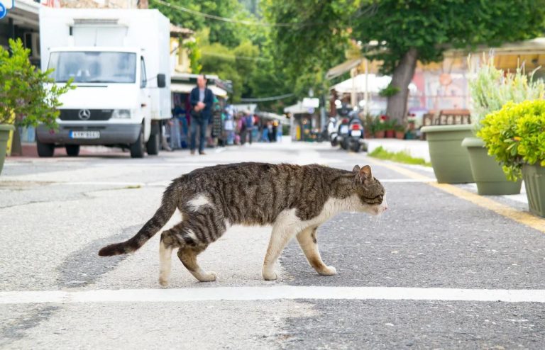 Can Cats Walk Backwards?