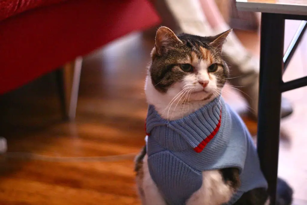 cat wearing clothes