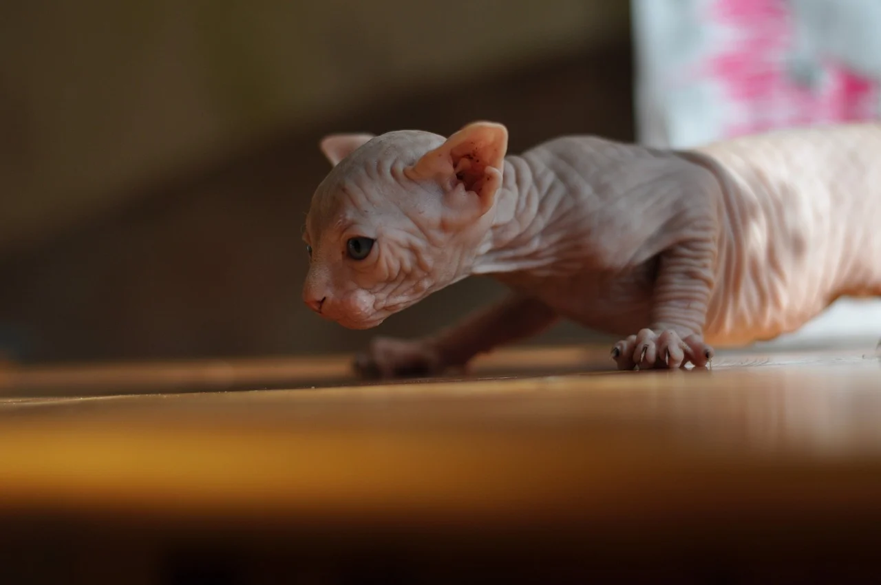 Can You Walk a Sphynx Cat?