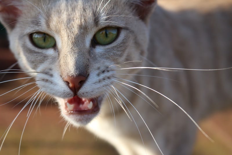 Do Cats Voices Change As They Get Older