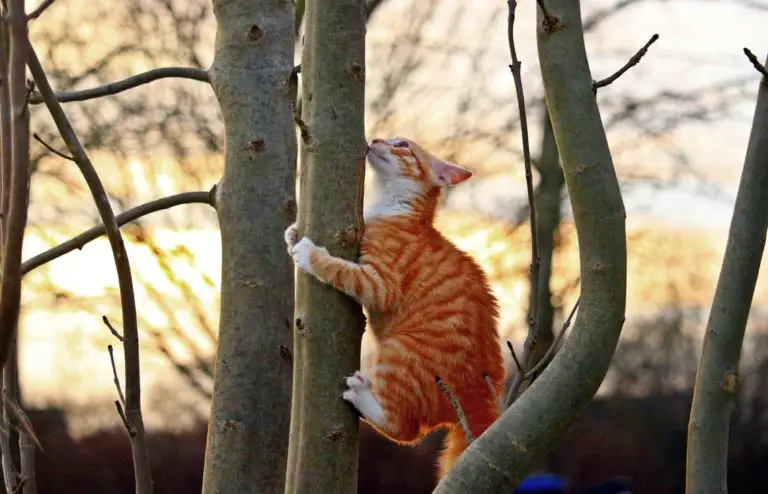 Can Cats Climb Down Trees? Is It Ok For Cats To Climb Trees?
