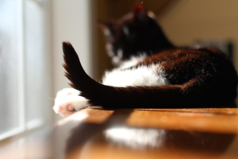 Do Cats Consciously Control Their Tails?