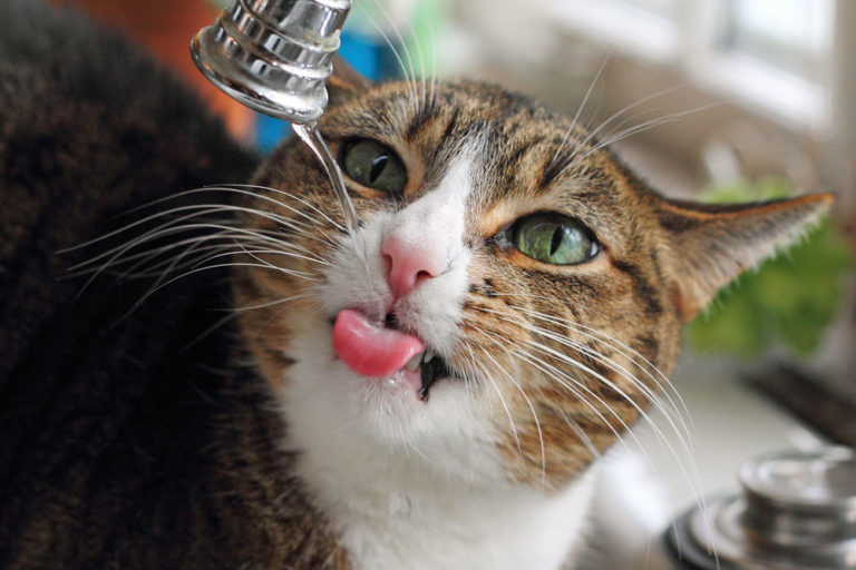 How Long Can a Cat Survive Without Water and Food?