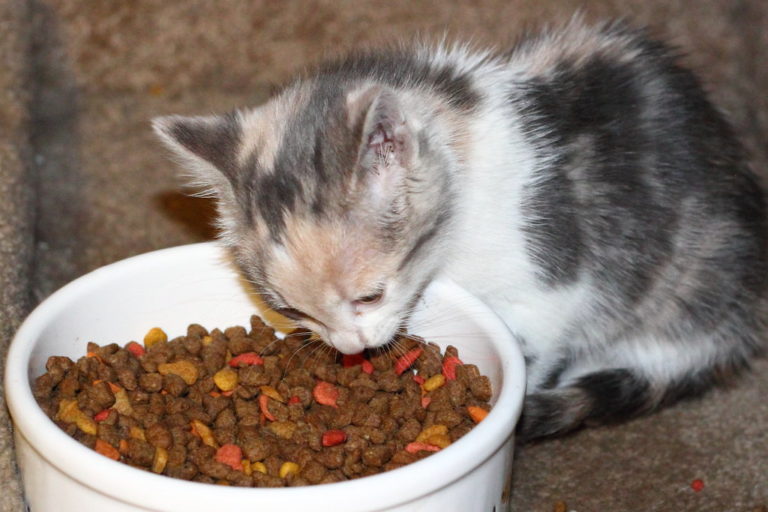 Can Kittens Eat Dry Food Only?