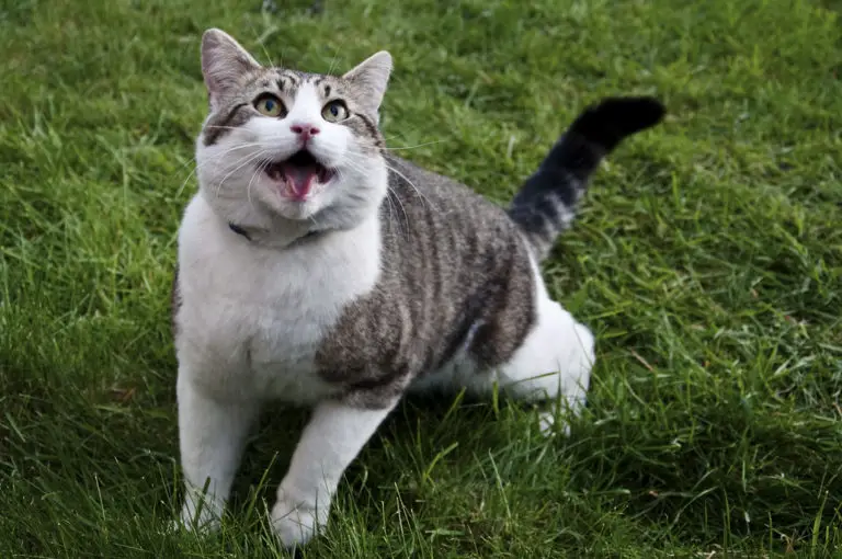 Can Cats Pant? Normal or Abnormal Panting in Cats