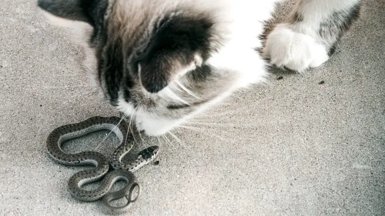 Can Cats Kill Snakes? [Can Cats Eat Snakes & Vice-Versa]