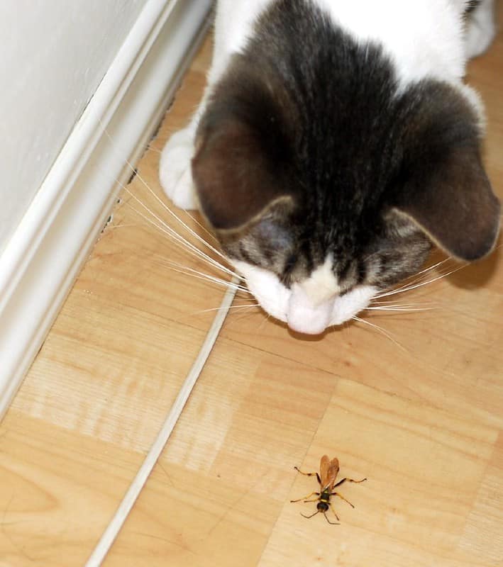 cat eat bugs