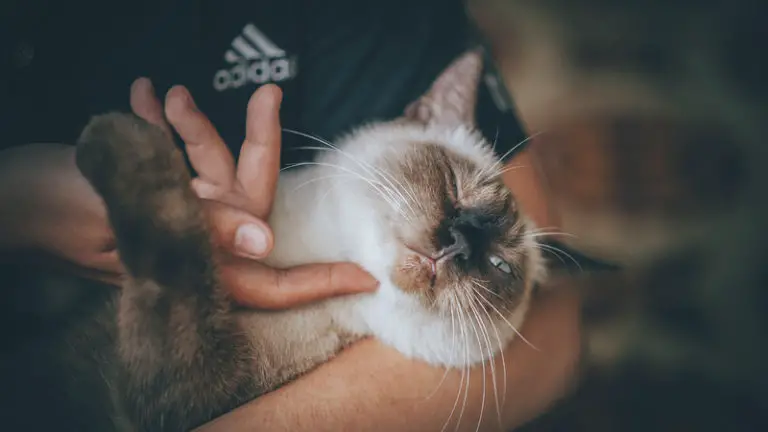 How Do Cats Show Affection? [6 Unique Ways]