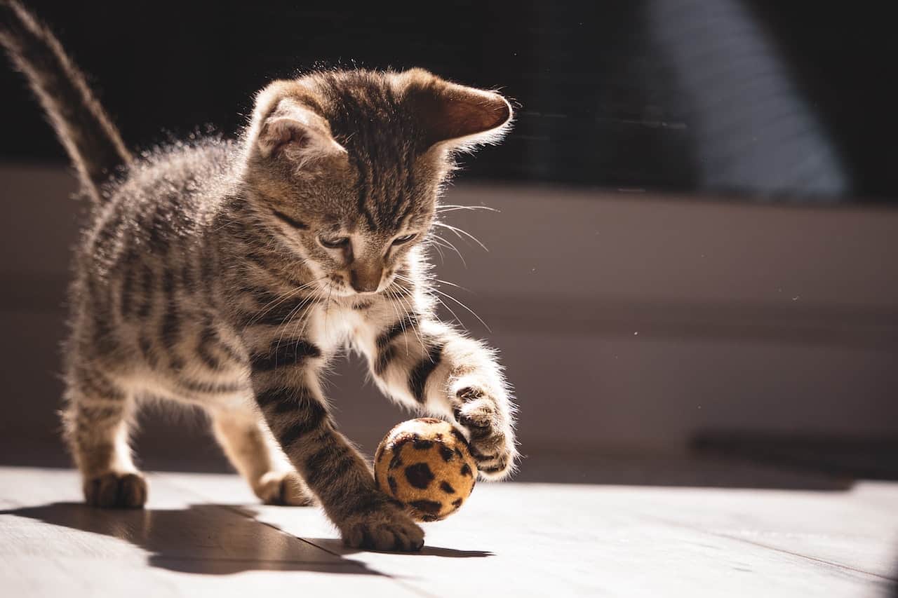 a cat playing with ball