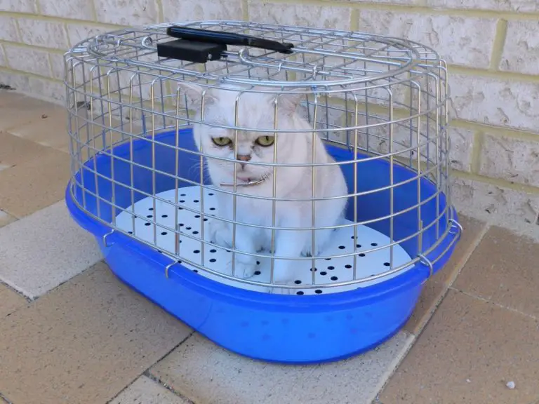 Do Cats Belong in Cages? Is It Ok or Cruel To Cage A Cat?