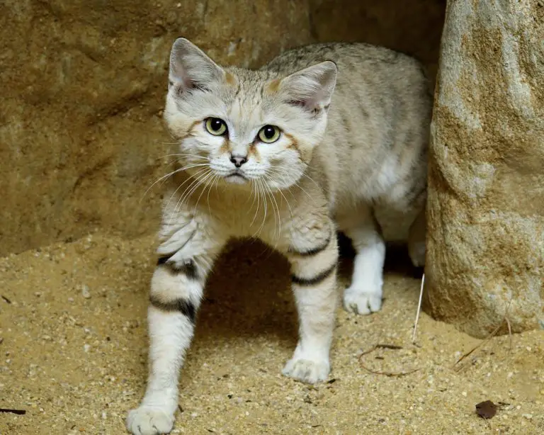Can Cats Live in the Desert? Are Cats Desert Animals?