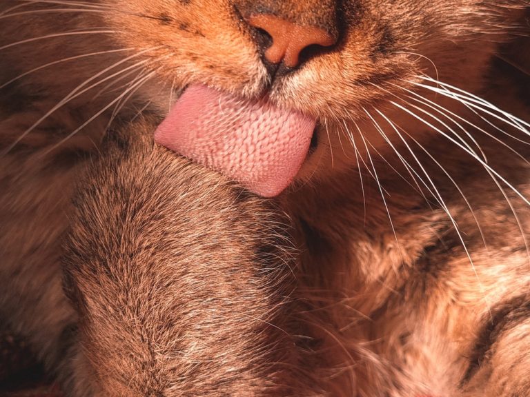 What Do Cats Have On Their Tongues?