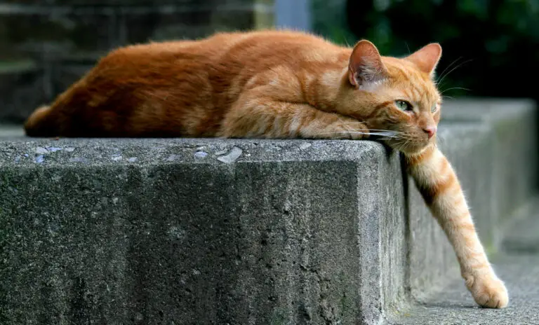 Can Cats Handle Heat Better Than Humans?