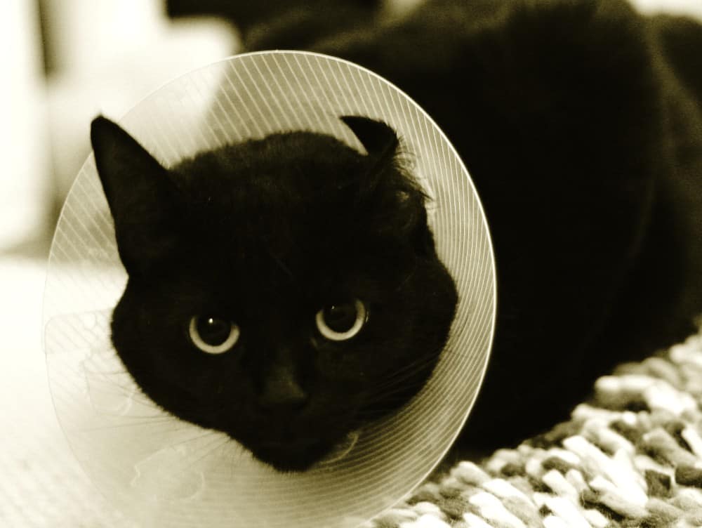 cat with a cone on