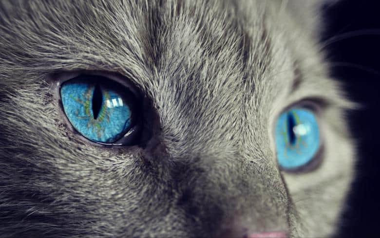 cats eyesight