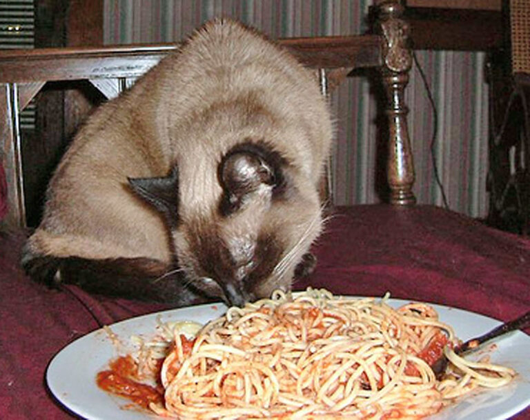 What Happens if Cats Eat Pasta? Risky Involved