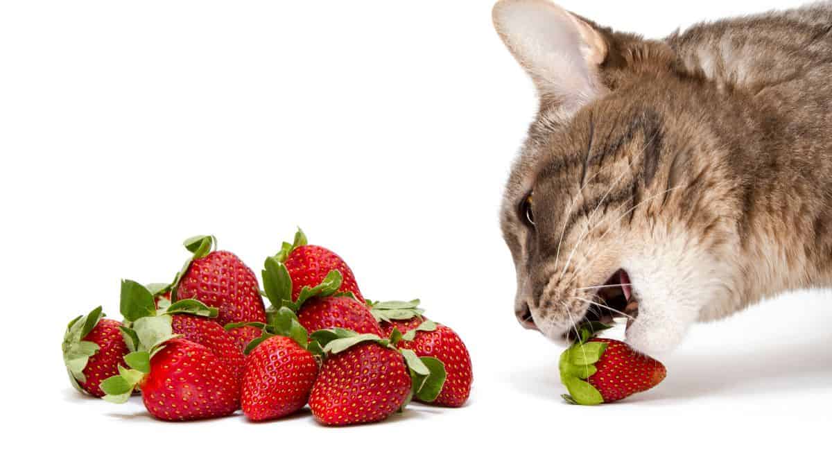 Fruits and vegetables for cats