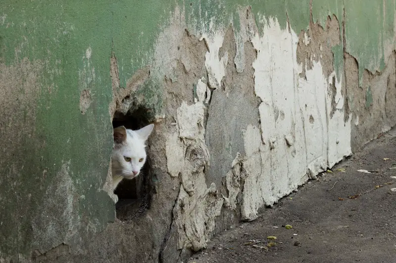 cat in a tight place