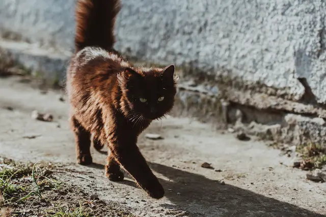 How Do Cats Walk So Silently?