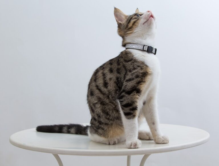 The Surprising Science Behind Why Cats Can’t Resist Sitting on Everything!