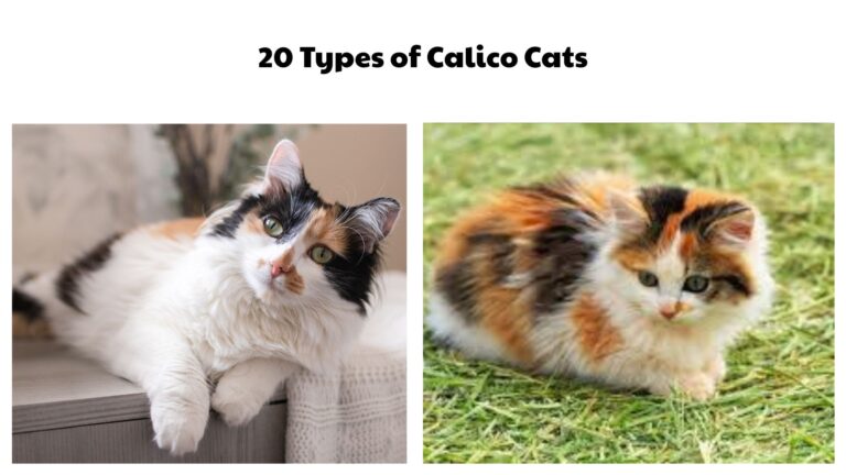 20 Types of Calico Cats (Pictures And Identification Guide)